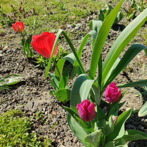 IMG_20260407_123746 Foto: St Lindner